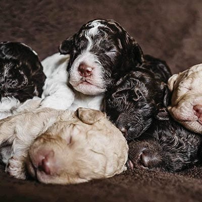 Lagotto romagnolo