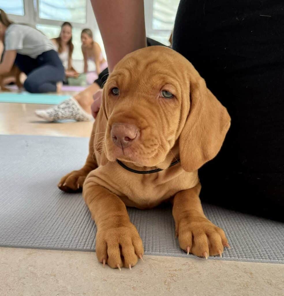 Pets Yoga Olomouc