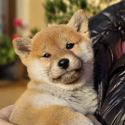 shiba inu